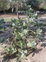 Calotropis procera