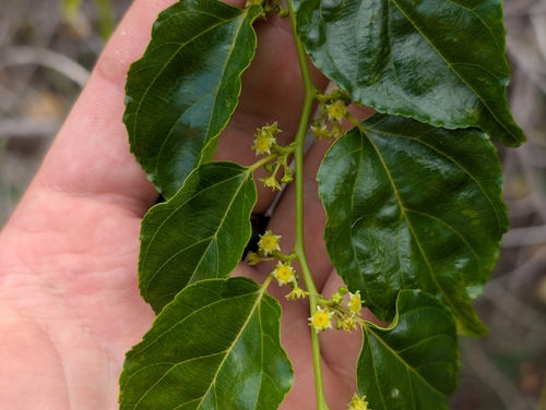 Colubrina asiatica, 2025-10-29