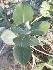 Calotropis procera