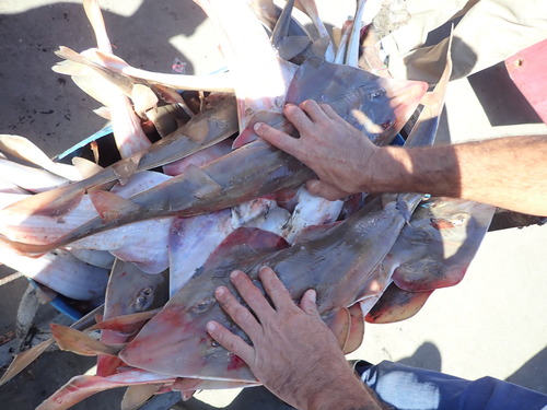 Whitenose guitarfish (Pseudobatos leucorhynchus) — Rhinobatidae — 3