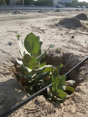 Calotropis procera