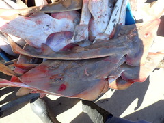 Pseudobatos leucorhynchus