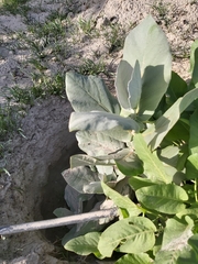 Calotropis procera