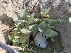 Calotropis procera