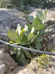 Calotropis procera