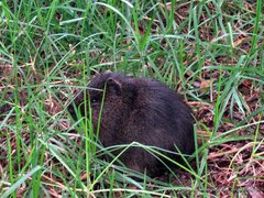 Cavia aperea anolaimae