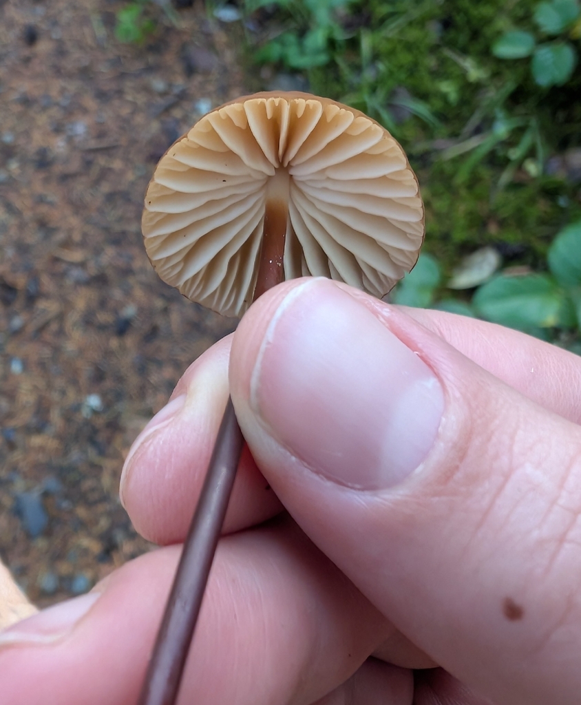 Marasmius plicatulus · October 2025 · photo: © simonele (iNaturalist, cc-by)