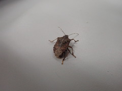 Halyomorpha halys