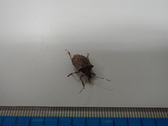 Halyomorpha halys