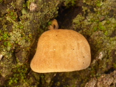 Crepidotus nephrodes