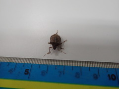 Halyomorpha halys