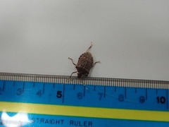 Halyomorpha halys