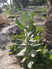 Calotropis procera