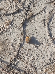 Vanessa cardui