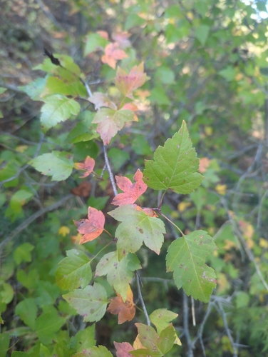 Washington Hawthorn (Crataegus phaenopyrum)
