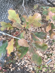 Quercus laceyi