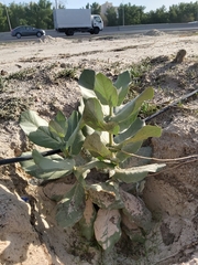 Calotropis procera