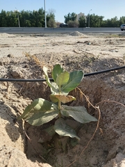 Calotropis procera
