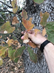 Quercus laceyi