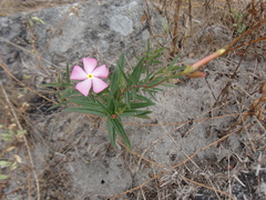 Mandevilla tenuifolia