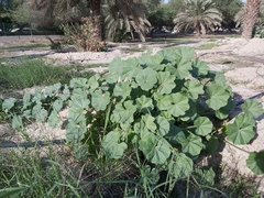 Malva parviflora