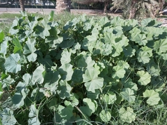 Malva parviflora