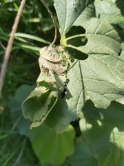 Vanessa cardui
