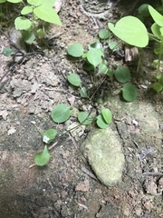 Myosotis chaffeyorum