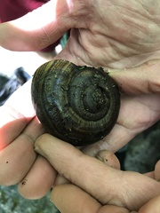 Powelliphanta