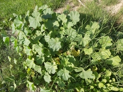 Malva parviflora