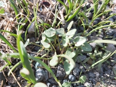 Malva parviflora