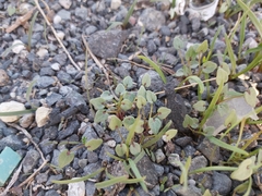 Malva parviflora