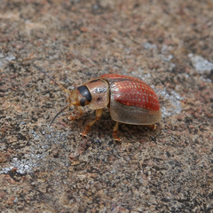 Paropsisterna bimaculata