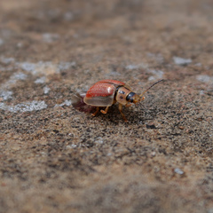 Paropsisterna bimaculata