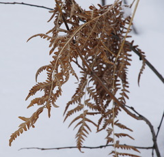Pteridium latiusculum japonicum