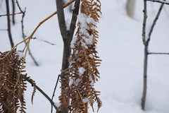 Pteridium latiusculum japonicum