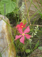 Mandevilla tenuifolia