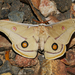 Opodiphthera eucalypti - Photo (c) Cathy Powers,  זכויות יוצרים חלקיות (CC BY-NC), הועלה על ידי Cathy Powers