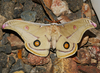 Emperor Gum Moth - Photo (c) Cathy Powers, some rights reserved (CC BY-NC), uploaded by Cathy Powers