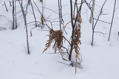 Pteridium latiusculum japonicum