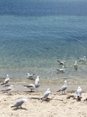 Chroicocephalus novaehollandiae