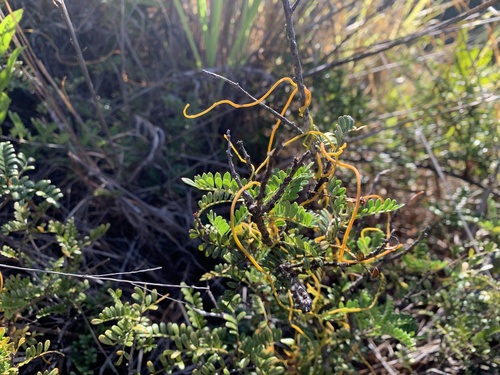 Cassytha filiformis observed 2025-10-29