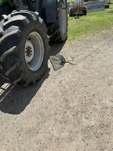 Tiger Snake sighting