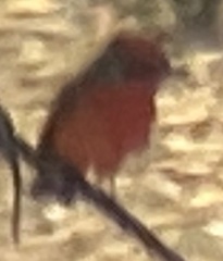 Pyrocephalus rubinus mexicanus