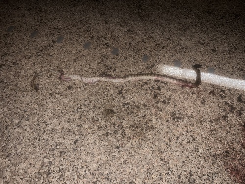 Black-headed Python sighting