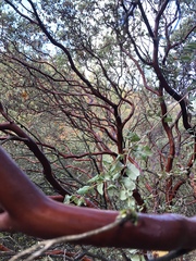 Arctostaphylos viscida
