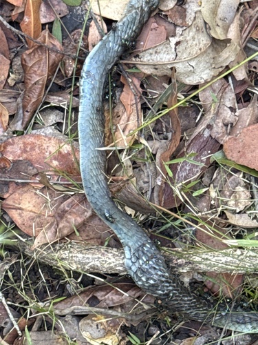 Common Tree Snake sighting