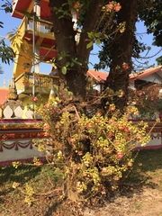 Couroupita guianensis