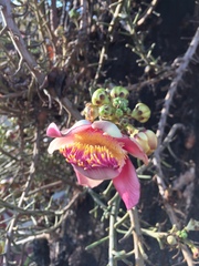 Couroupita guianensis