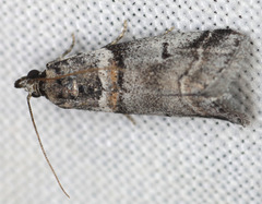 Acrobasis tricolorella